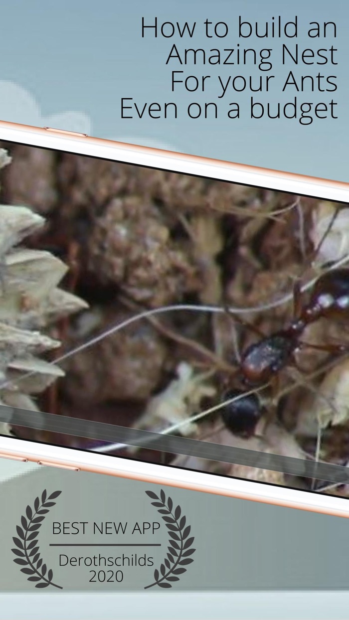 Ant Farm Colony Bug Tunnel App