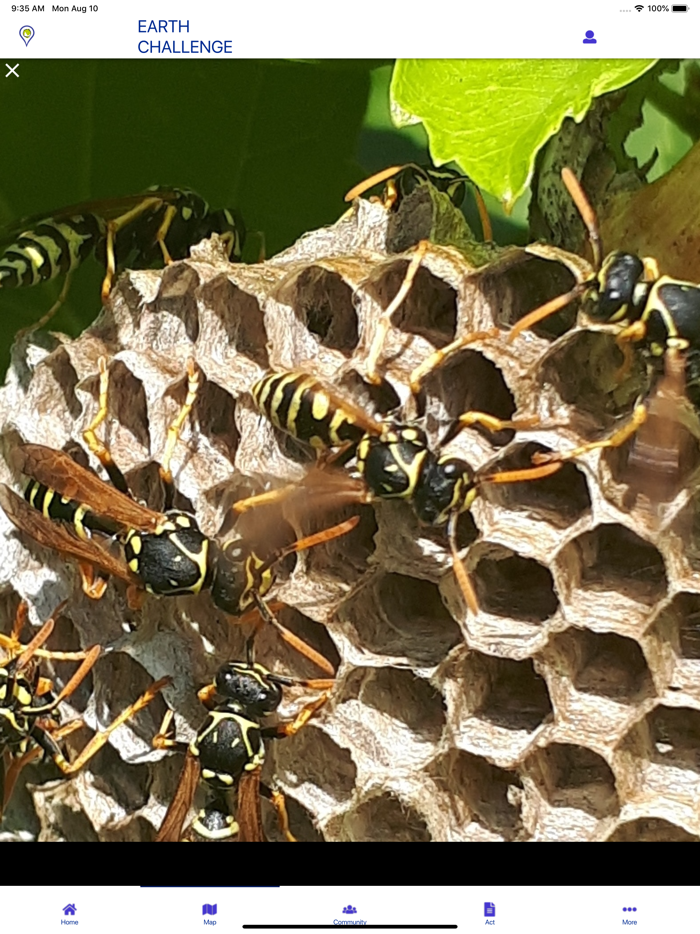 Earth Challenge 2020