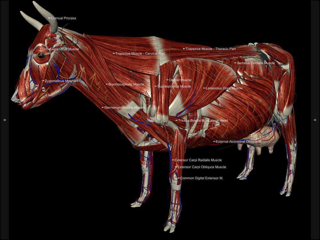 3d Bovine Anatomy App Voor Iphone Ipad En Ipod Touch Appwereld