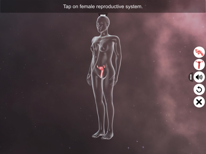 Human Reproductive System