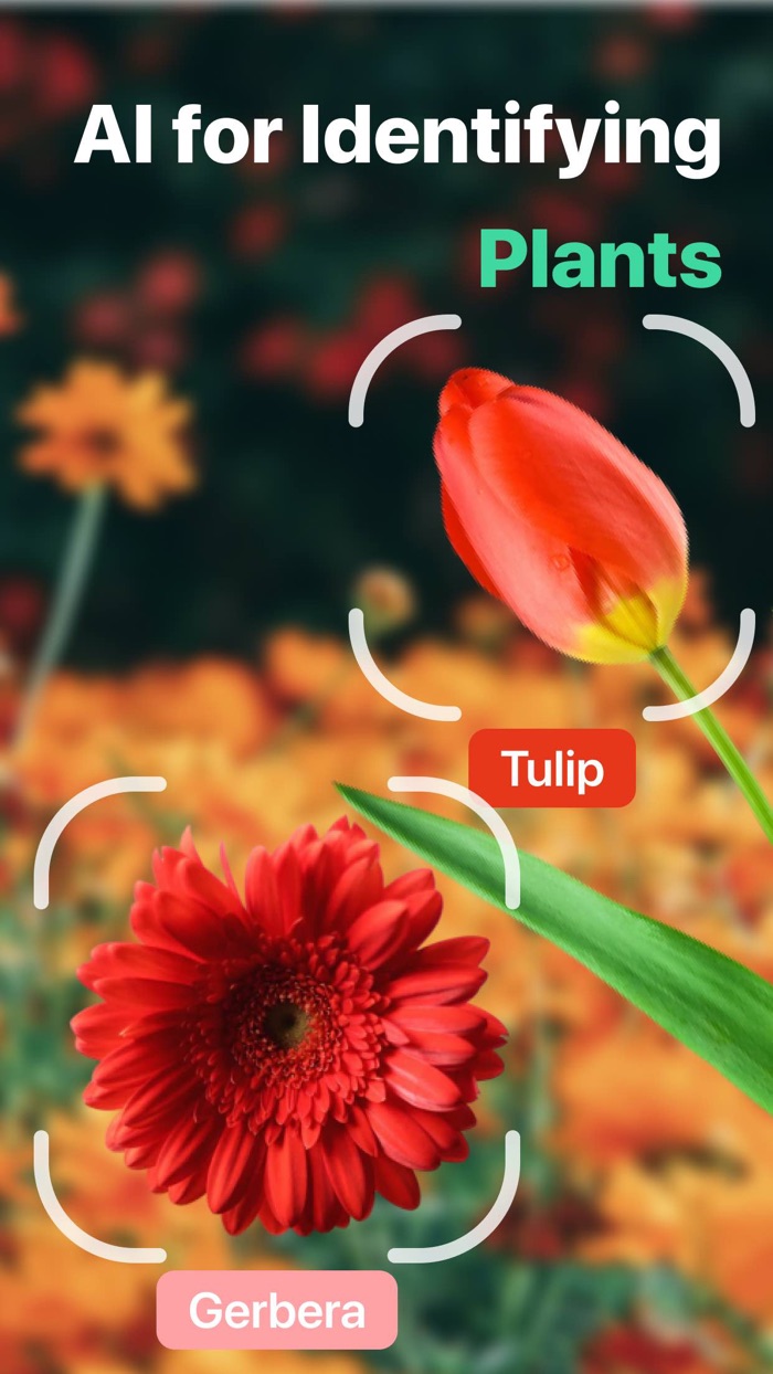 Plant  Flower Identifier