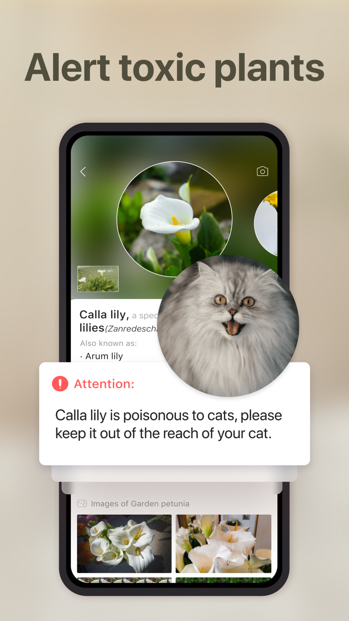 Cat Pal Breed ID  Care Guide