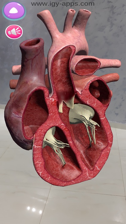 Anatomy AR 4D screenshot-4