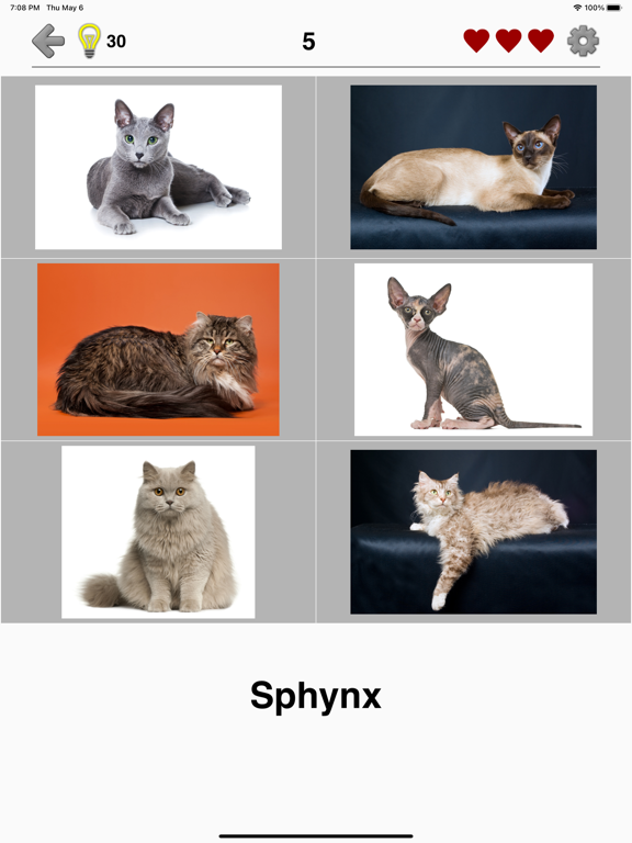 Cats: Photo-Quiz about Kittens screenshot 2