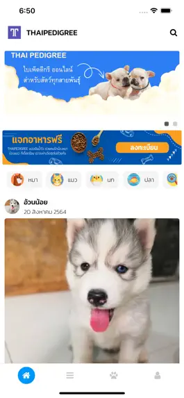 Game screenshot THAIPEDIGREE ไทยเพ็ดดีกรี mod apk