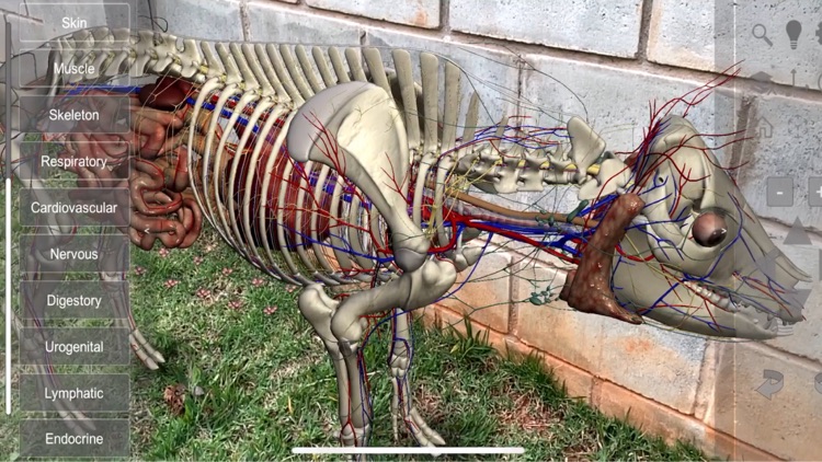 3D Pig Anatomy screenshot-7