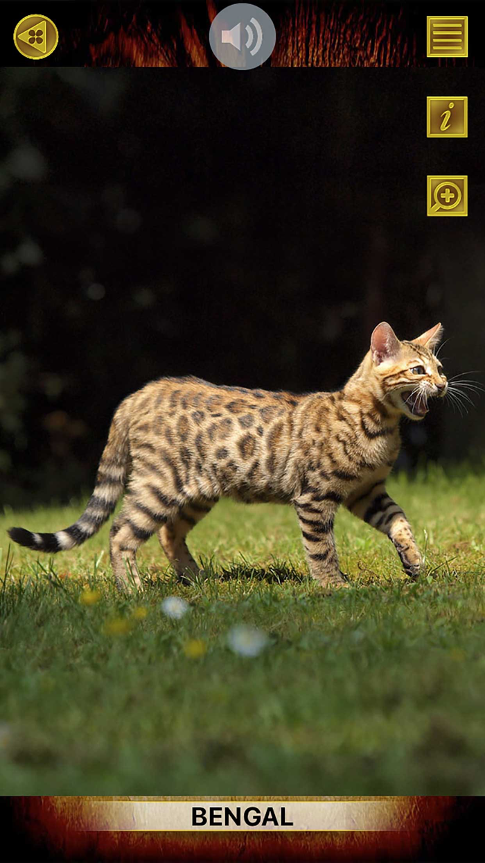 Animals 360 - Cats Gold