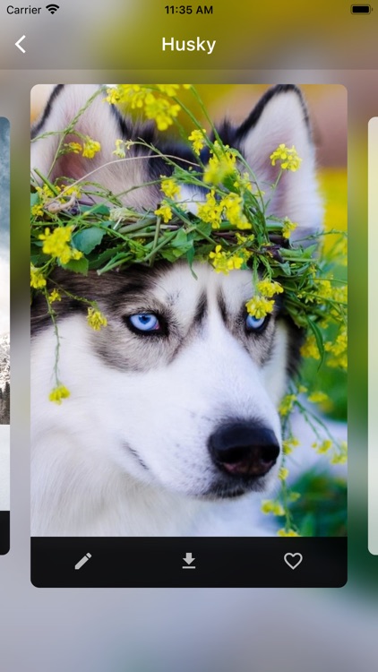 Dog Wallpaper and Backgrounds screenshot-5