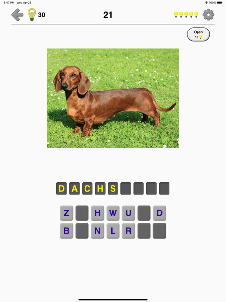 Cheats for Dogs Quiz: Photos of Cute Pets