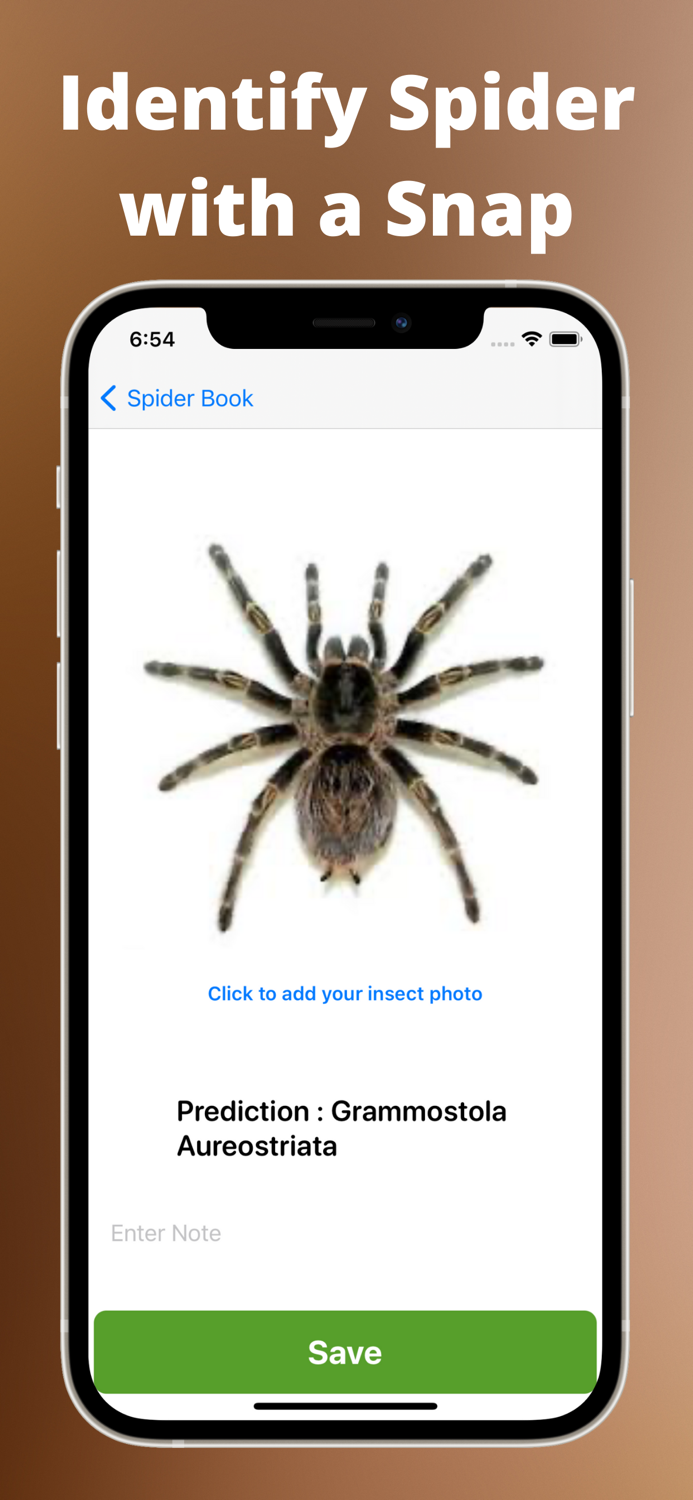 Spider identifier - Bug,insect