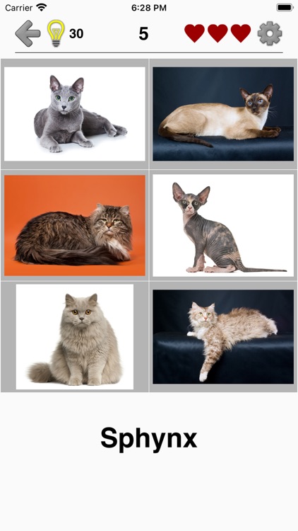 Cats: Photo-Quiz about Kittens