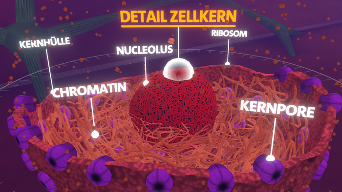 Körperzelle AR