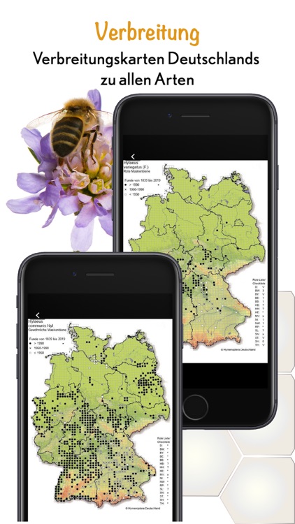 Wildbienen Id BienABest screenshot-7