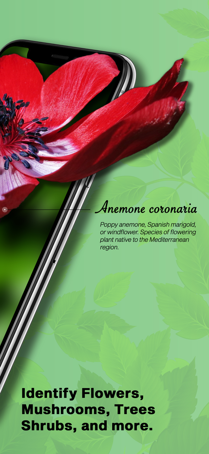 PlantIDer - Plant Identifier