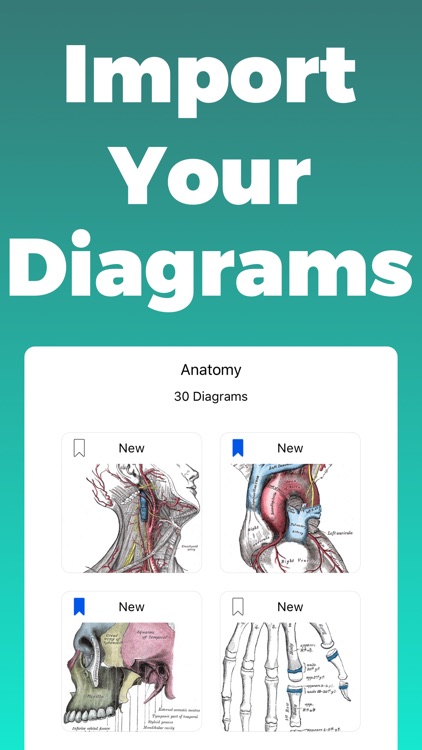 Anatomy and Physiology GO