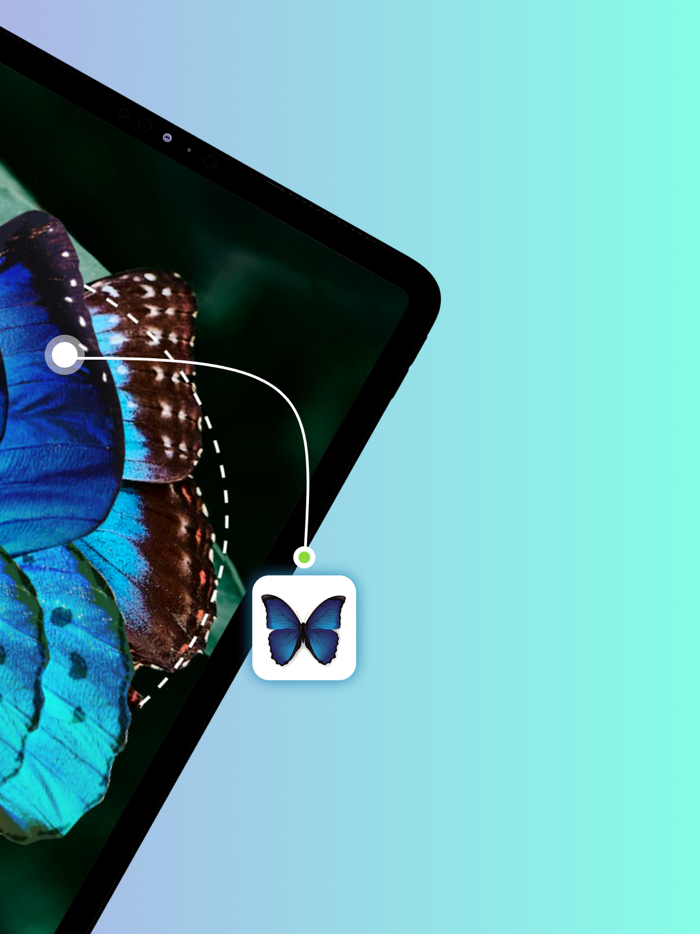 Bug IdentifierーIdentify Insect