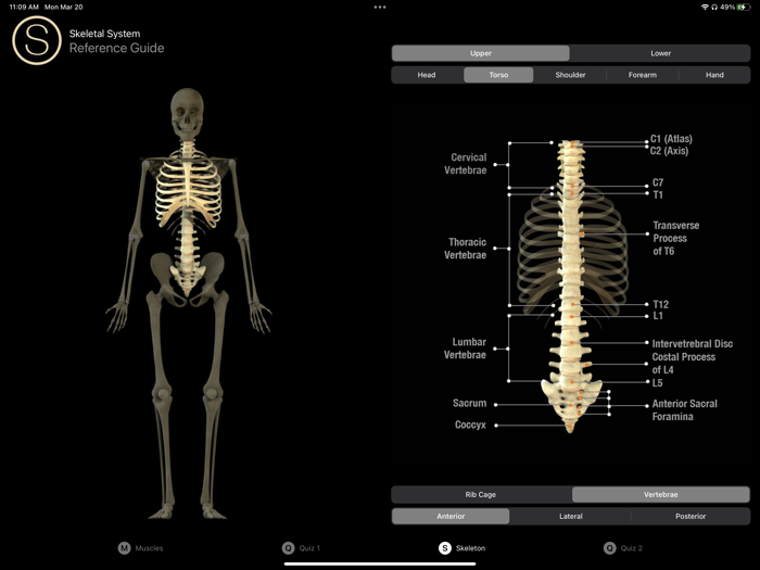 Human Anatomy Study Guide