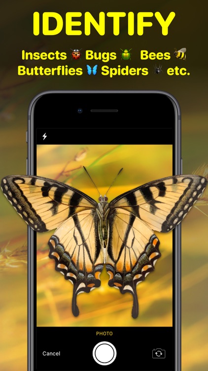 Bug Identifier App - Insect ID