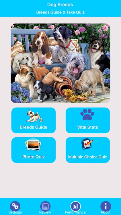 Dog Breeds Guide & Quiz