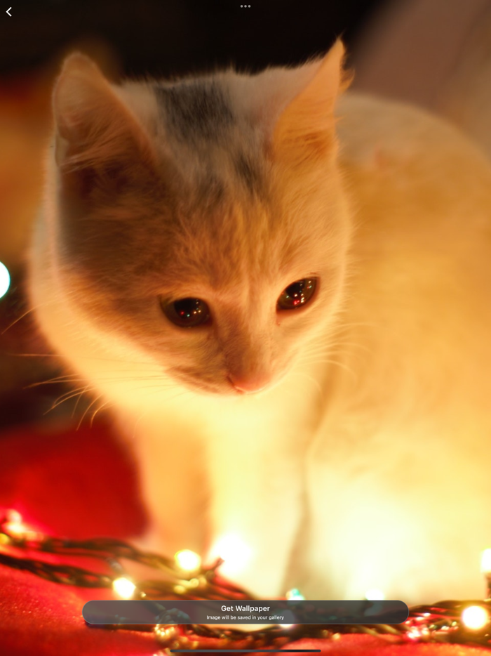 Christmas 2021 Countdown