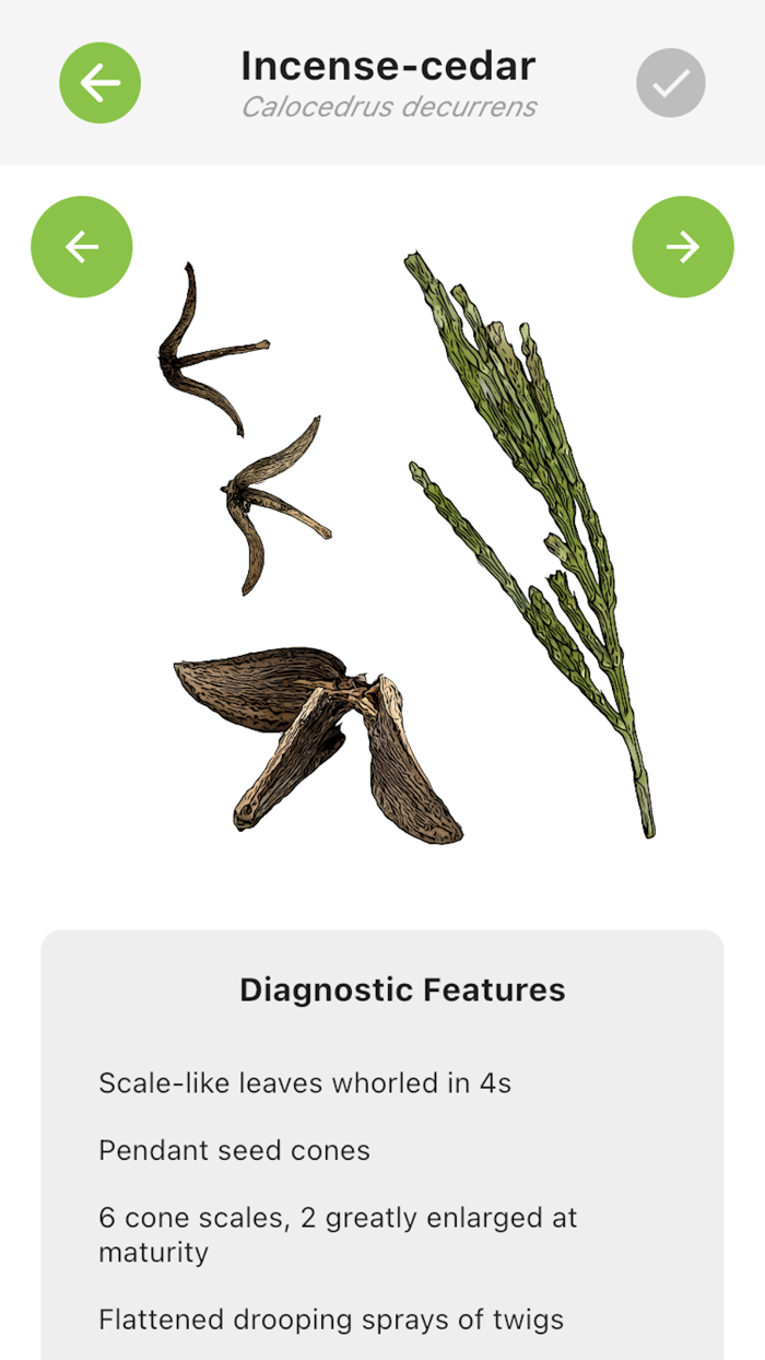 FRST 210 Study Assistant