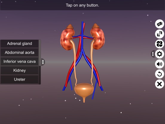 Human excretory system screenshot 3