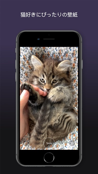 猫 Hd 高 画質 壁紙 Iphoneアプリ Applion