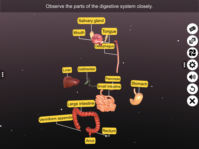 3D Human Digestive System