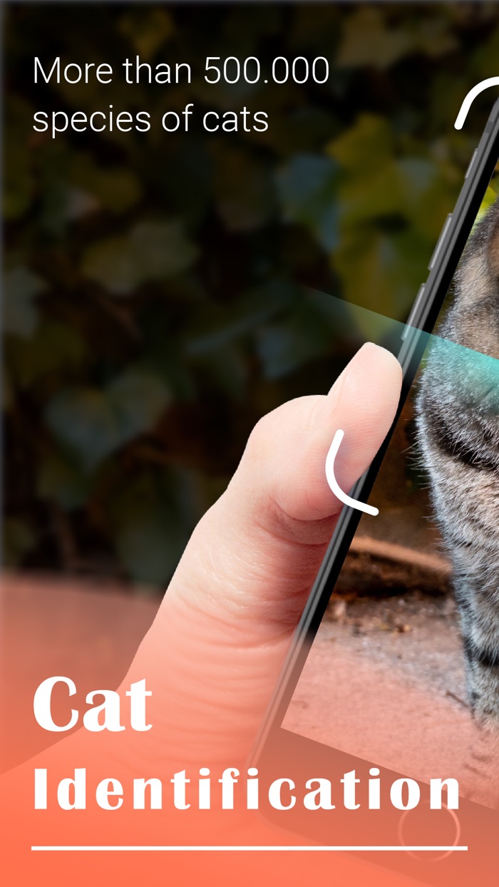 Cat Identifier - Cat Scanner