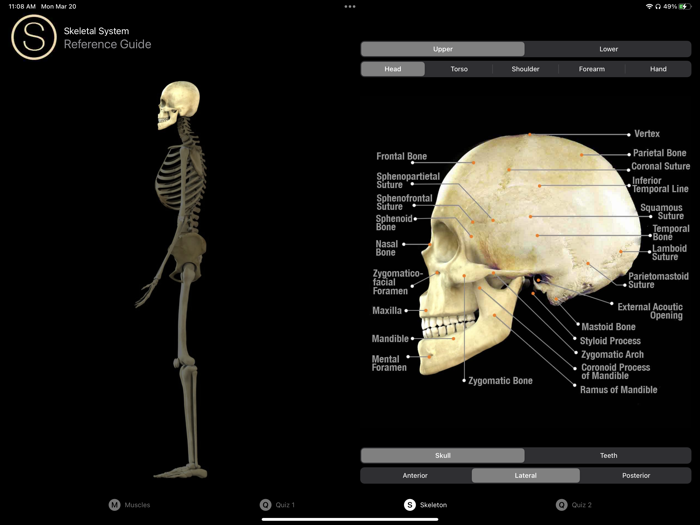 Human Anatomy Study Guide