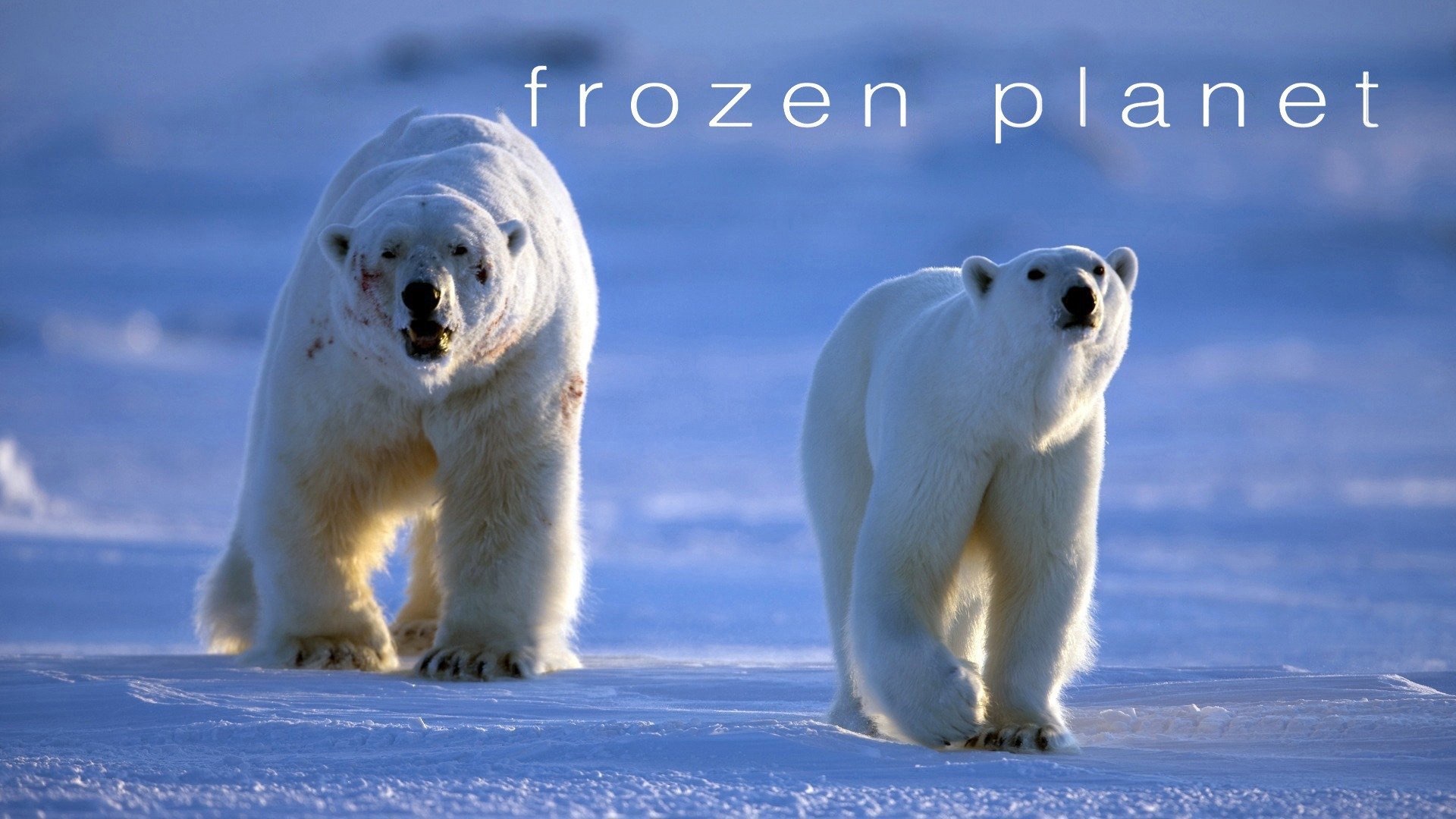 Frozen Planet | Apple TV