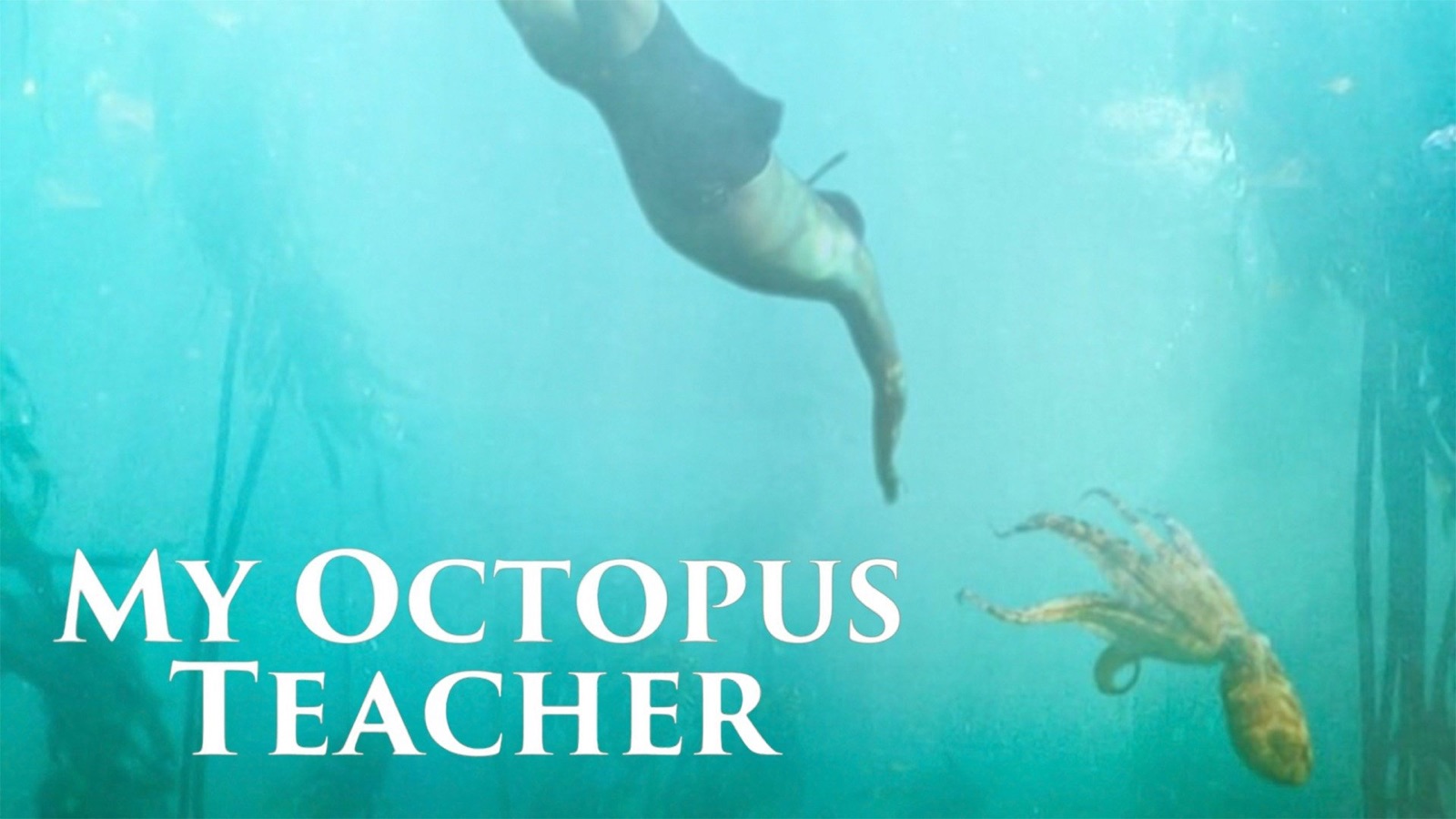 the octopus teacher