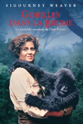 Gorilles dans la brume