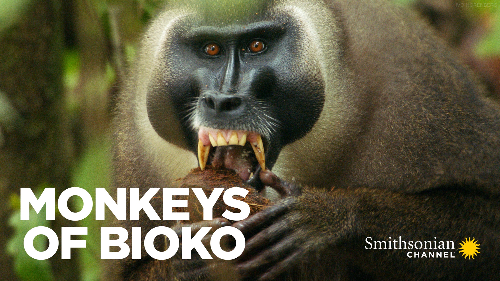 Monkeys of Bioko | Apple TV