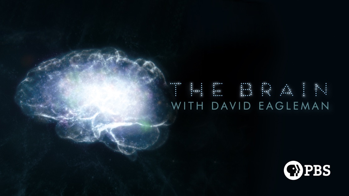 The Brain by David Eagleman