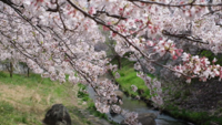 関口 大 - Sakura / The Song of the Cherry Blossom artwork