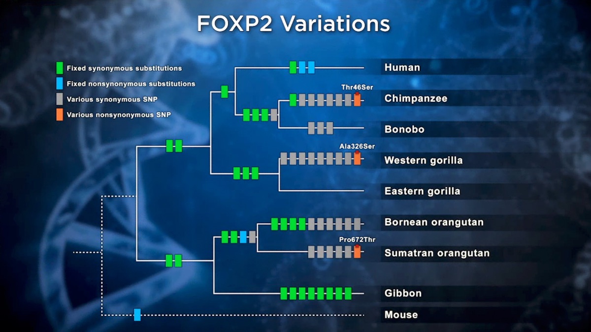 How DNA Controls Itself and Shapes Our Culture - Unlocking the Hidden ...