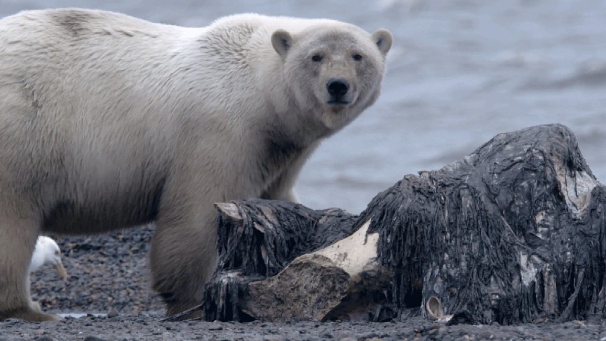 Ice Bear Siege – Alaska's Grizzly Gauntlet (Series 1, Episode 4 ...