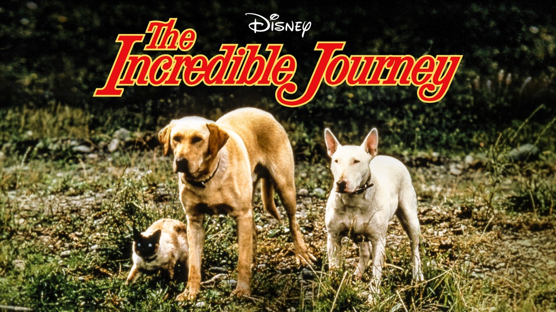 the incredible journey show