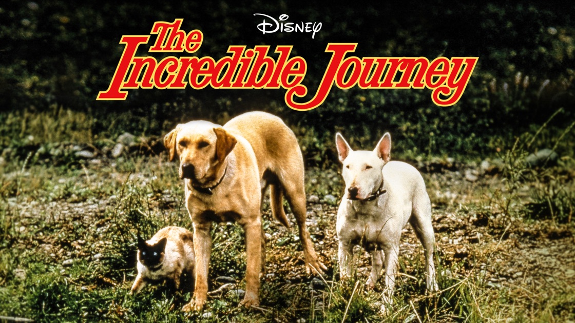 incredible journey disney