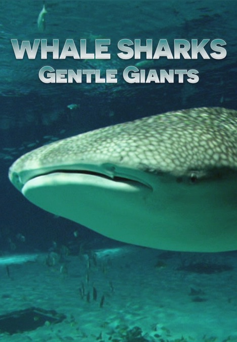Whale Sharksgentle Giants Apple Tv