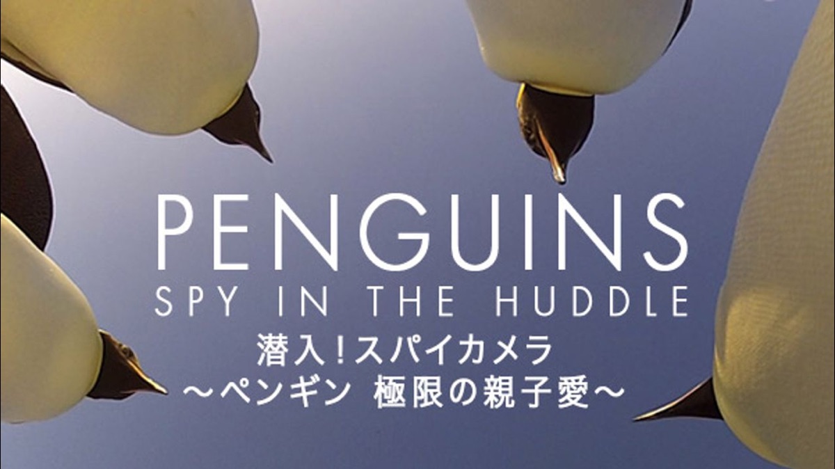潜入 スパイカメラ ペンギン 極限の親子愛 Apple Tv